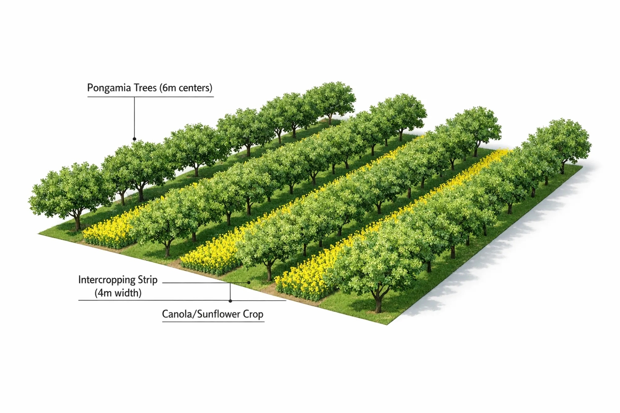 Pongamia intercropping model — Pongamia trees at 6m centres with 4m canola/sunflower intercrop strips