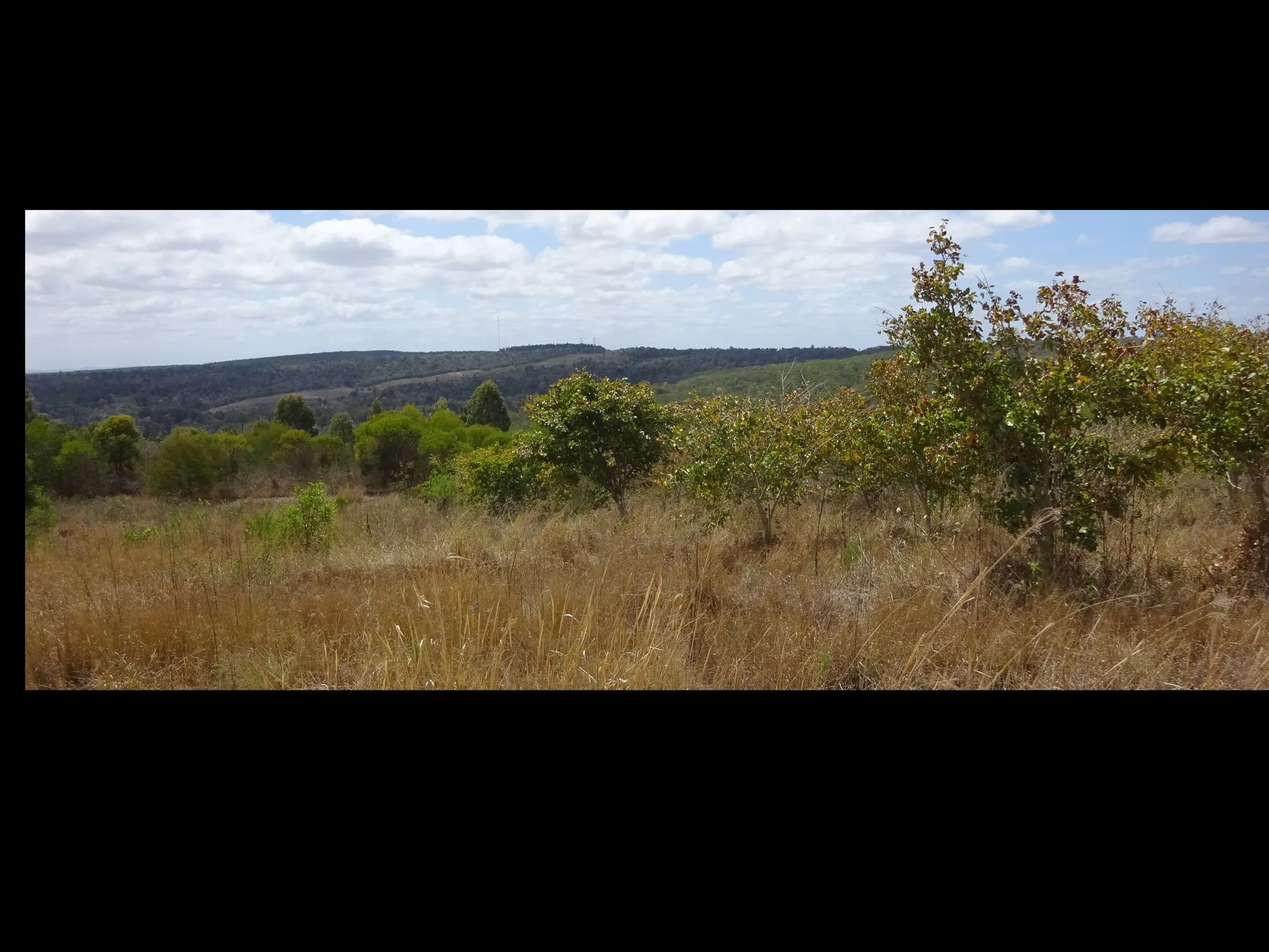 10-year-old Pongamia trees growing on non-irrigated Queensland coal mine waste area