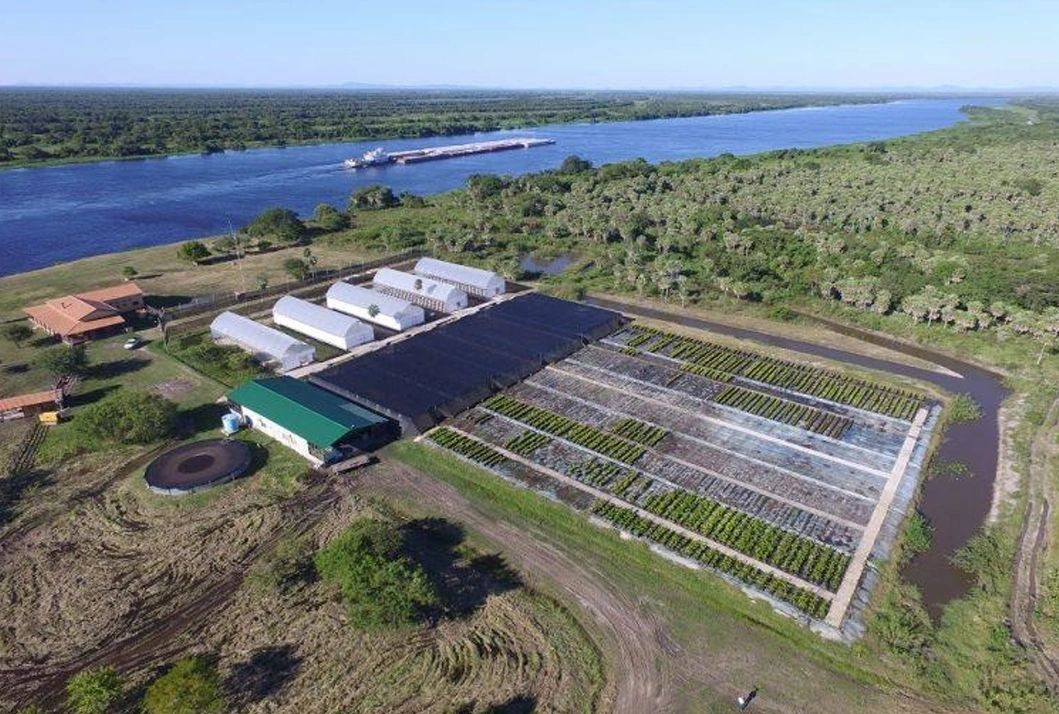 Pongamia nursery