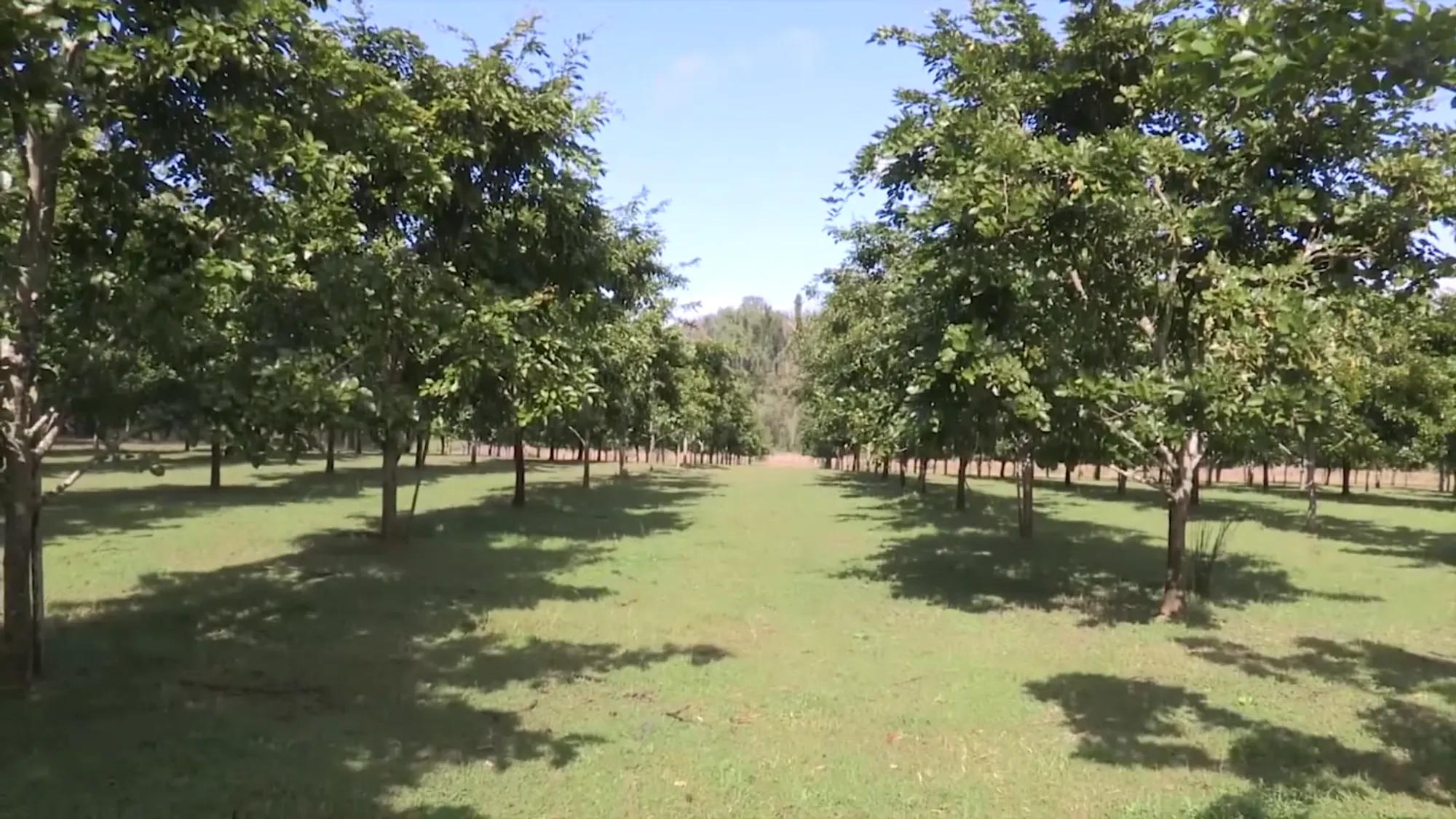 Young Pongamia plantation approaching first seed harvest