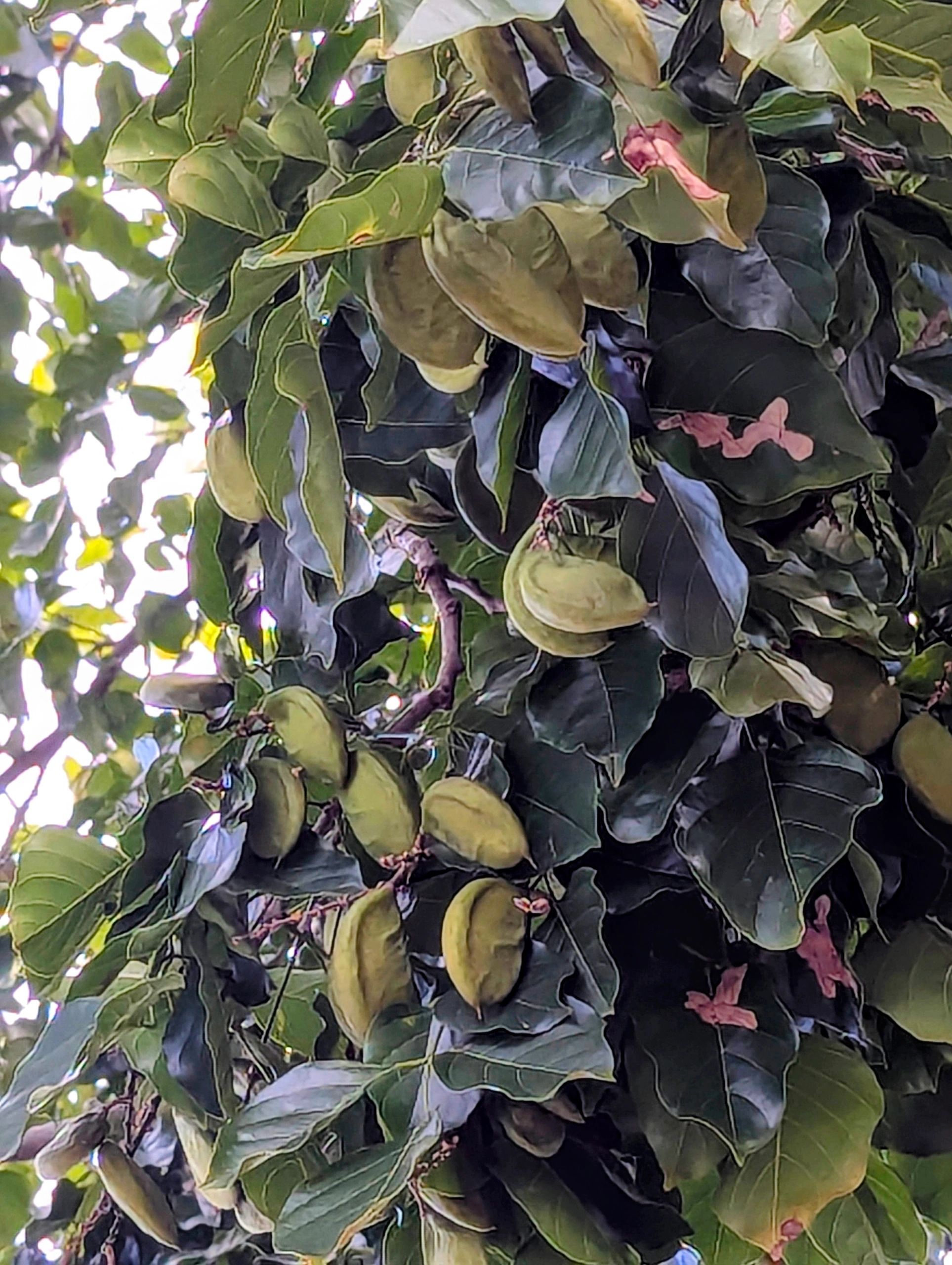 Pongamia seed pods
