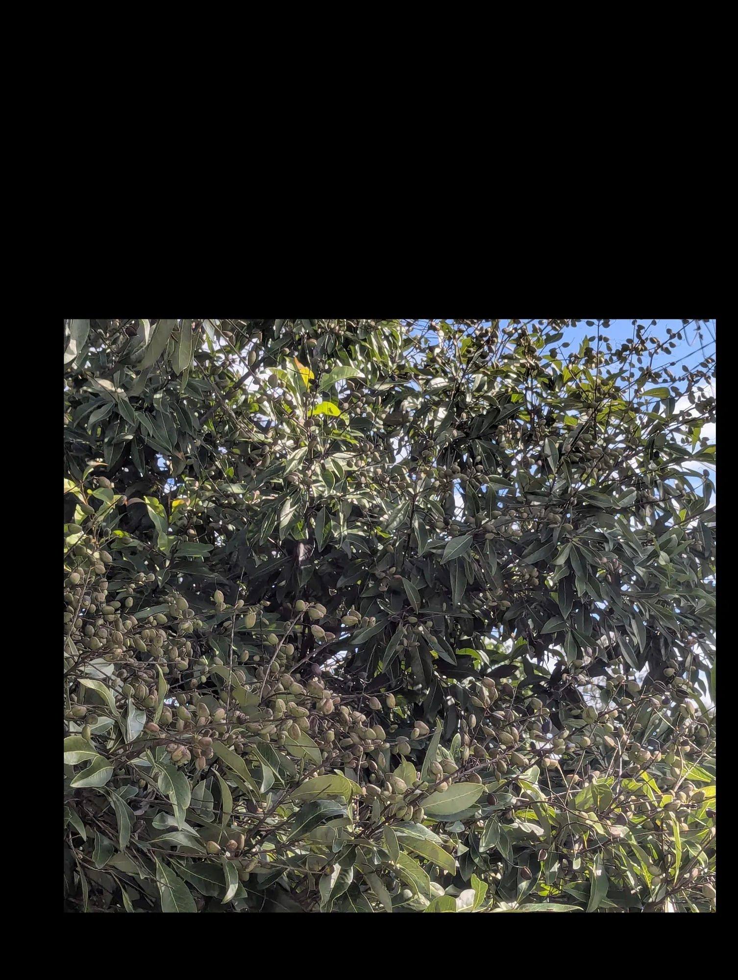 Pongamia plantation nursery