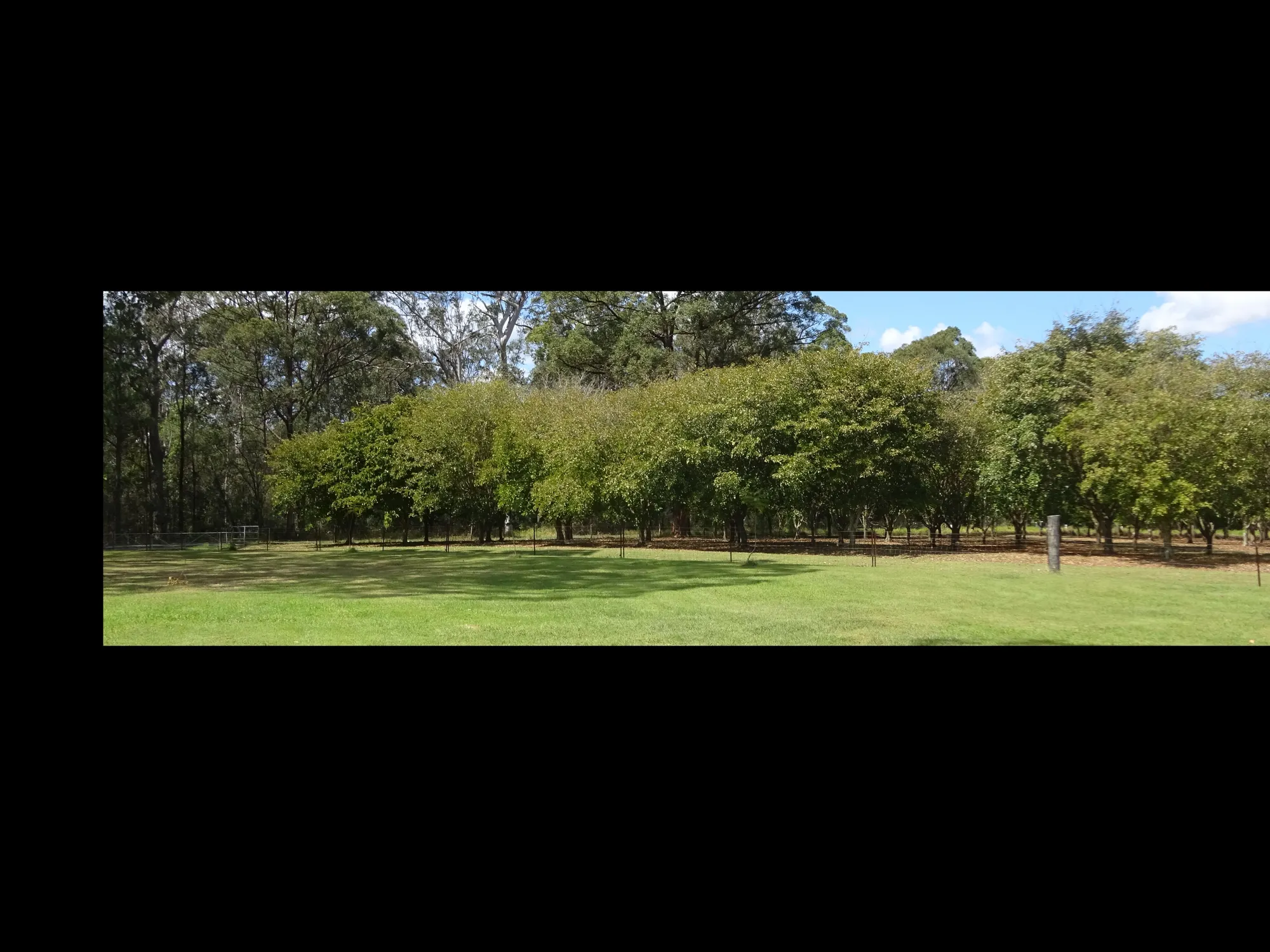 Young Pongamia plantation approaching first seed harvest